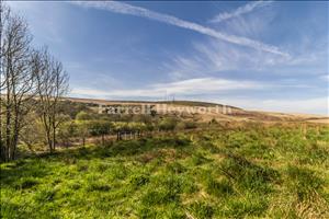 Local View 3
