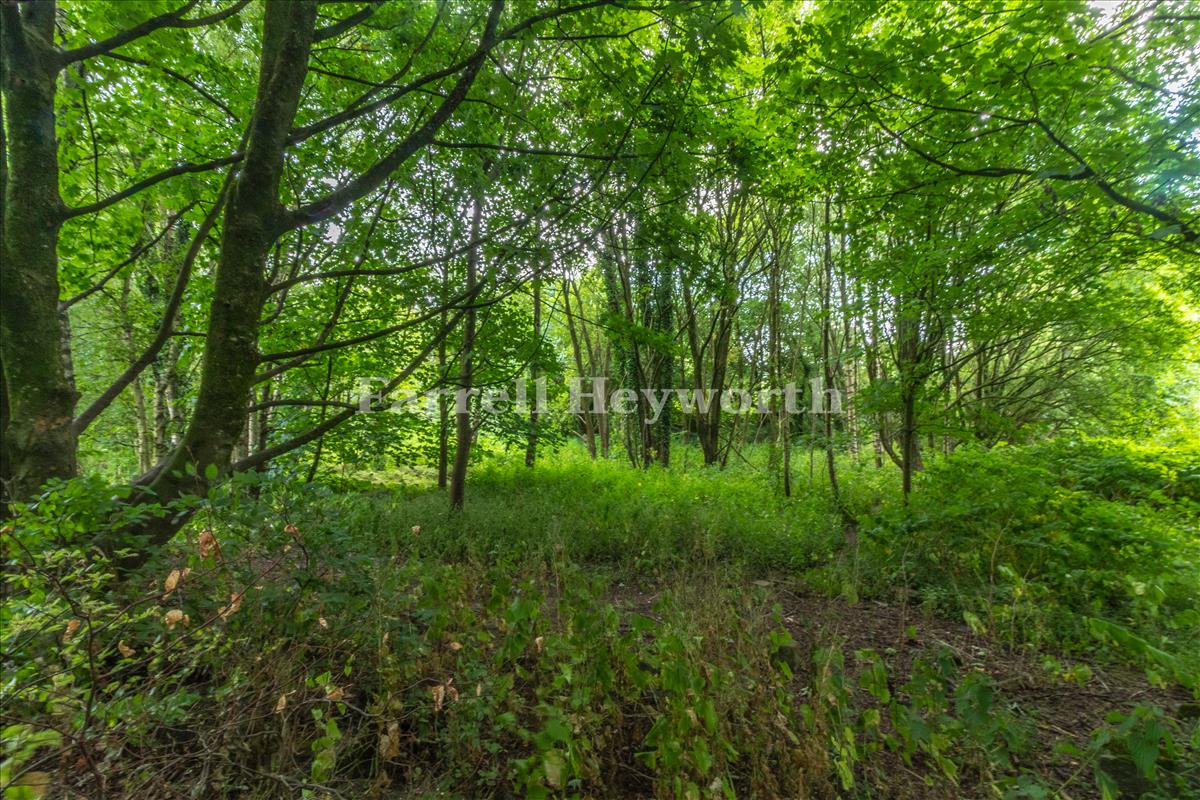 Adjacent woodland