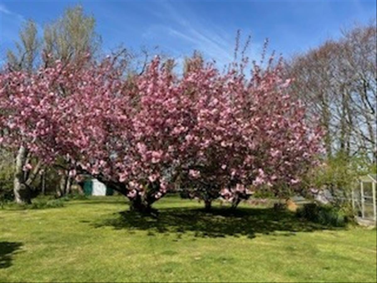 Pilling lane Blossom Tree